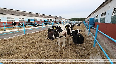 Банк развития объявил конкурс инвестпроектов по строительству молочно-товарных ферм с господдержкой 