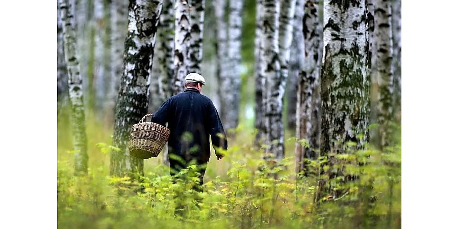 Как не заблудиться в лесу: важные правила для грибников