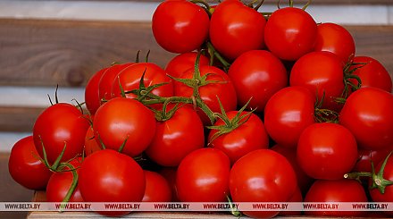Правительство установило объемы госзаказа на огурцы и томаты в межсезонье