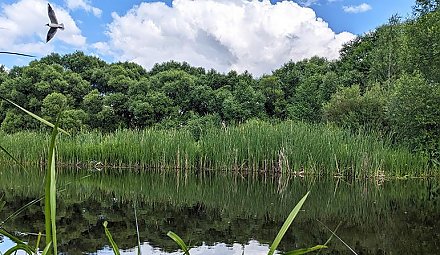 До +27°С и кратковременные дожди прогнозируются в Беларуси 2 августа