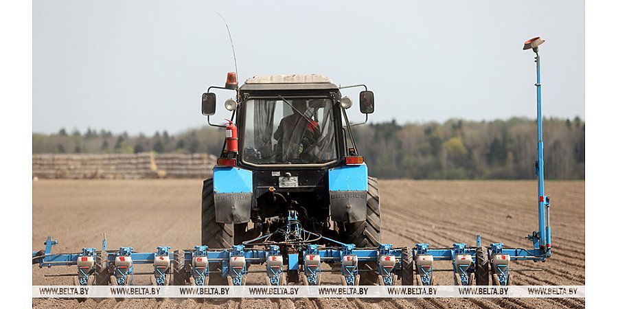 Массовый сев сахарной свеклы начался в Беларуси
