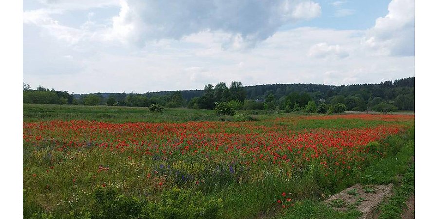 В Гродненской области уничтожено более 160 кг дикорастущего мака за полторы недели