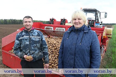 В «Октябре» сажают суперэлитный картофель