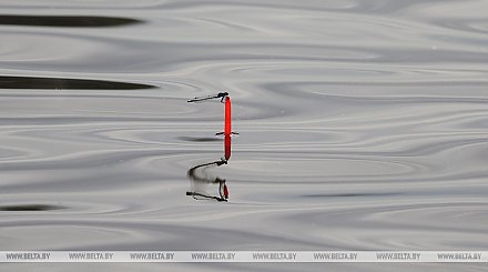 Запрет на лов сома вводится по всей Беларуси