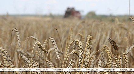 Зерновые и зернобобовые культуры с кукурузой в Беларуси убраны с 94% площадей