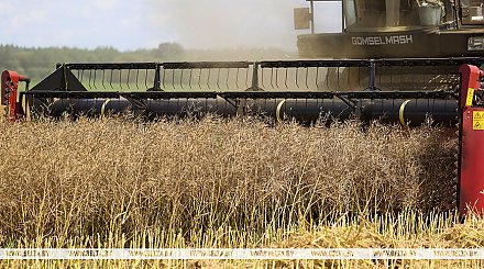 В Беларуси началась уборка озимого рапса
