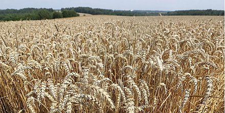В Беларуси с учетом рапса намолотили 1,597 млн тонн зерна