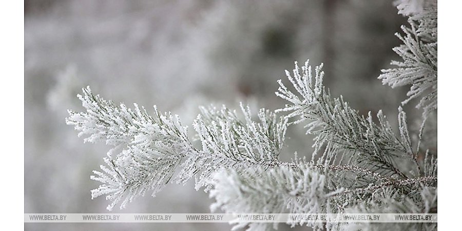 Когда в Беларуси ждать первых ощутимых зимних морозов, рассказали синоптики 