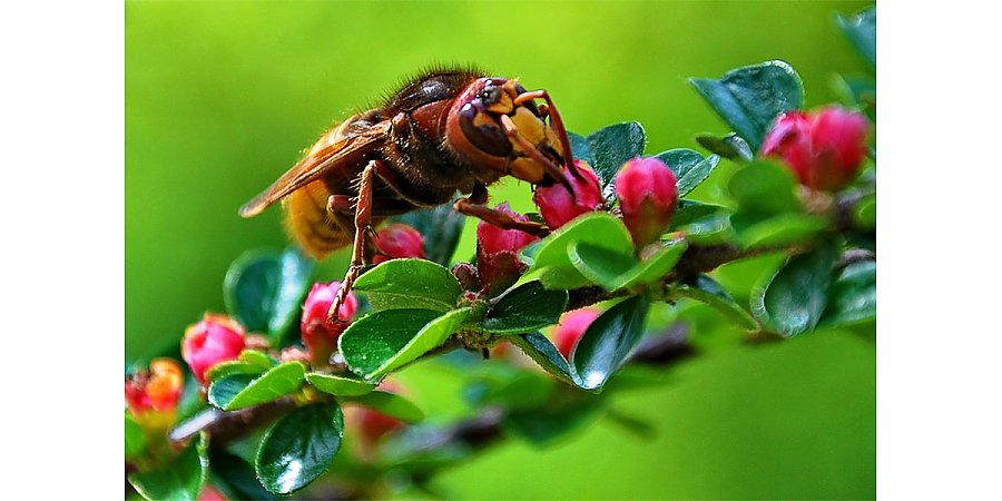 Шершни обнажили жало