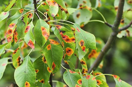 Отчего ржавеет груша и как бороться с этой напастью