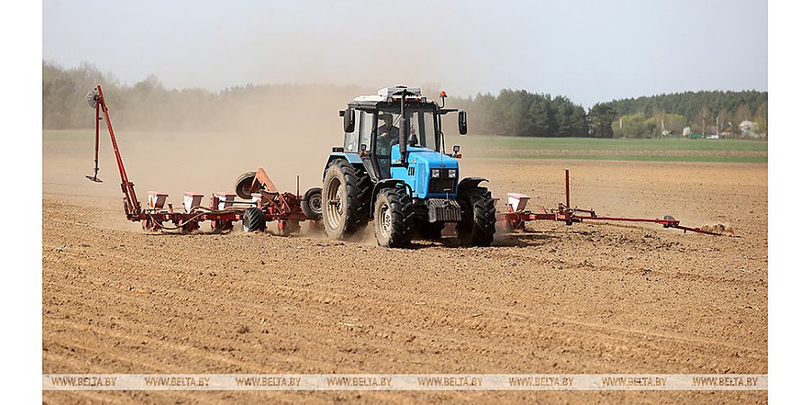 Сахарная свекла в Беларуси посеяна более чем на 55% площадей