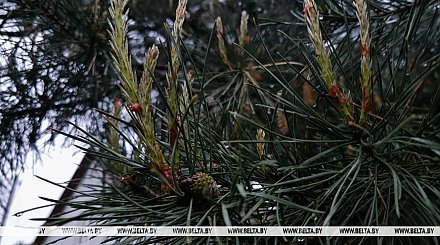 Дождливо, ветрено и с грозами. Какой будет погода в Беларуси 31 мая