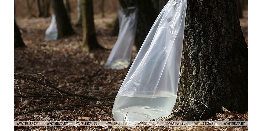 "Сокодвижение должно быть интенсивное". Когда начнут заготовку березового сока в Гродненской области