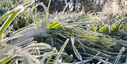 Заморозки до -5°С ожидаются в Беларуси в ночь на 2 мая