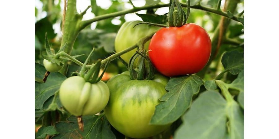 Туманное утро: как защитить помидоры от фитофтороза в теплице