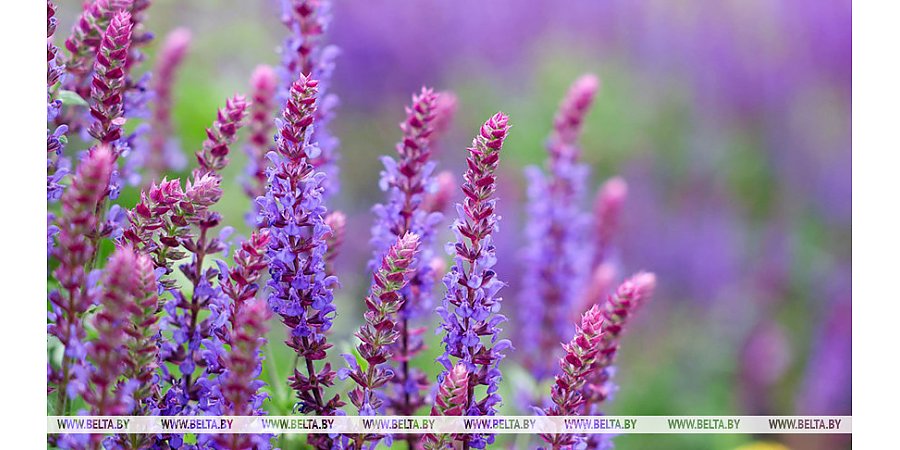 Грозы и до +32°С. В Беларуси 8 июля объявлен оранжевый уровень опасности