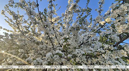 До +16°С, местами порывистый ветер ожидаются в Беларуси
