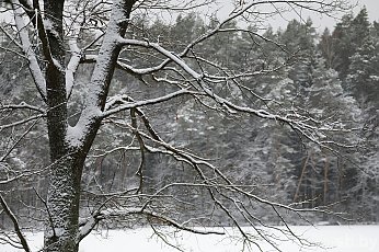 Погода в Беларуси 7 января: дождь и мокрый снег, слабый туман, до +7 °С