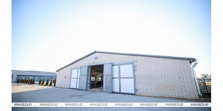 Александр Лукашенко в ходе рабочей поездки ознакомится с развитием мясного скотоводства и молочной отрасли