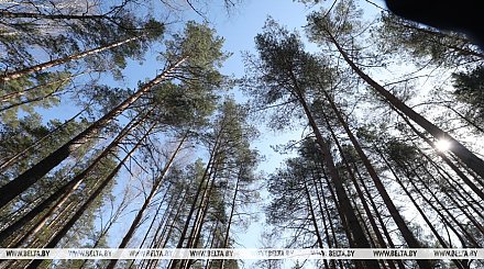 Тепло и без осадков. Какой погоды ждать белорусам 14 апреля