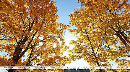 Белгидромет: ноябрь продолжит радовать белорусов не по сезону теплой погодой