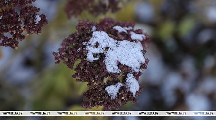Кратковременные дожди и мокрый снег ожидаются сегодня в Беларуси