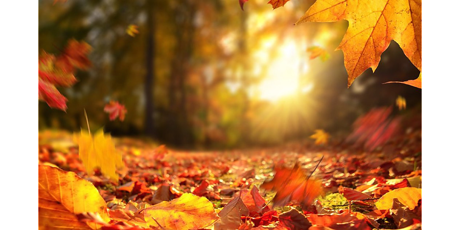 Народные приметы на 15 сентября 2025 года: что можно и нельзя делать в этот день