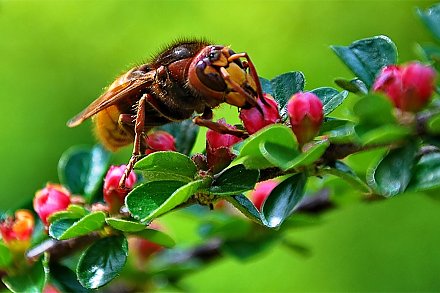 Шершни обнажили жало