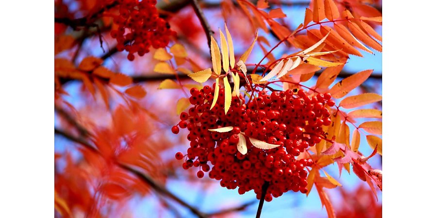 Народный календарь. Как в Фомин день, 19 октября, избежать убытков в семье