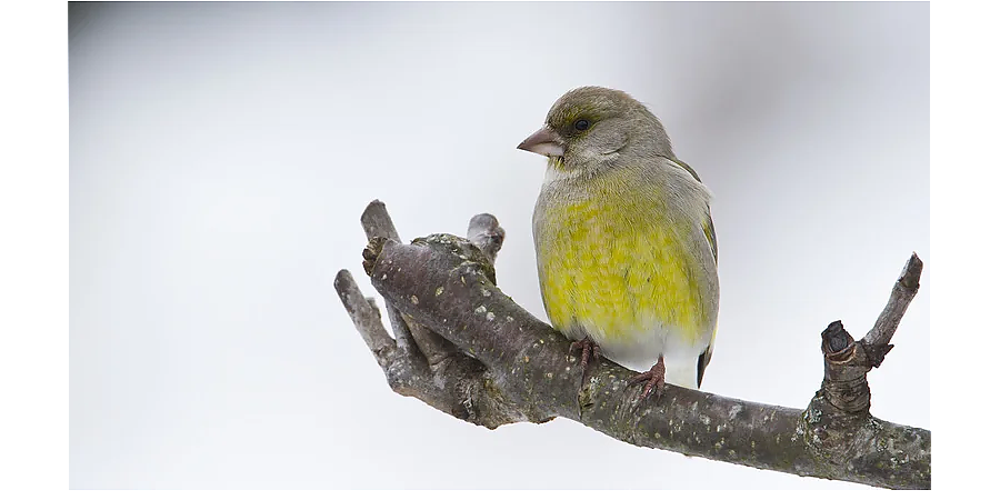 Сварите овсянку на завтрак: народные приметы на 3 марта