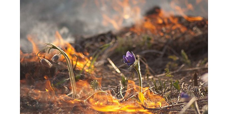 Минприроды напоминает о штрафах за выжигание сухой растительности