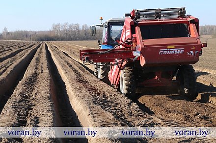 В сельхозпредприятии «Мисевичи» Вороновского района аграрии приступили к сепарированию почвы под картофель