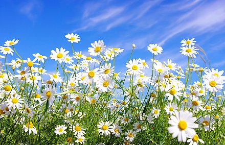 Народные приметы на 7 июля 2025 года: что можно и нельзя делать в этот день