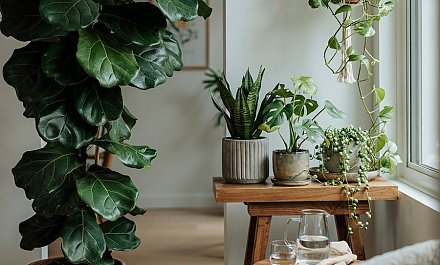 Комнатные цветы на продажу? Рассказываем, как подзаработать в рамках закона