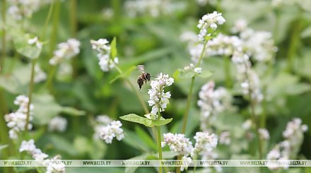 "Опыление повышает урожайность гречихи на 40%". Почему пчелы незаменимы для сельского хозяйства