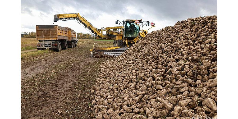 На Гродзеншчыне завяршылася ўборка цукровых буракоў і кукурузы на сілас