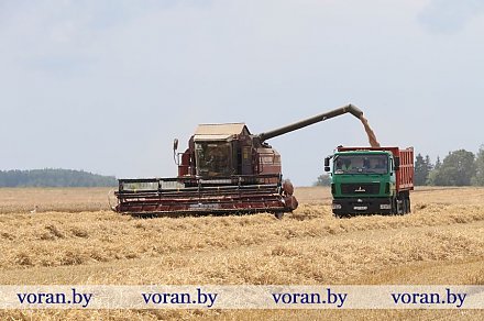 В Вороновском районе завершилась жатва! 