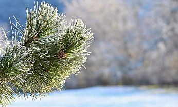 Дождь, южный ветер и до +9°С. Какой погоды ожидать белорусам 19 декабря