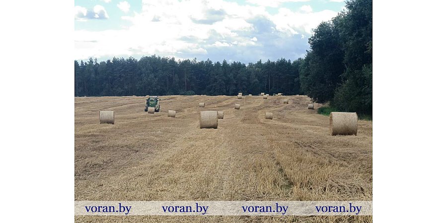 Зерновой клин Вороновщины. Яровой ячмень убран на 98% площадей 