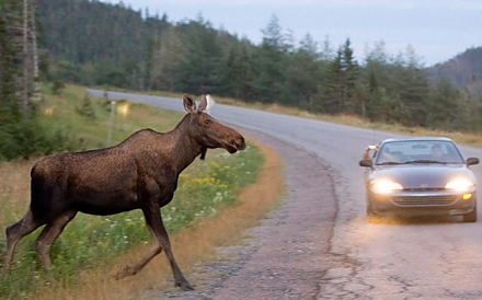 В мае возрастает количество ДТП с дикими животными. Что важно знать каждому водителю?