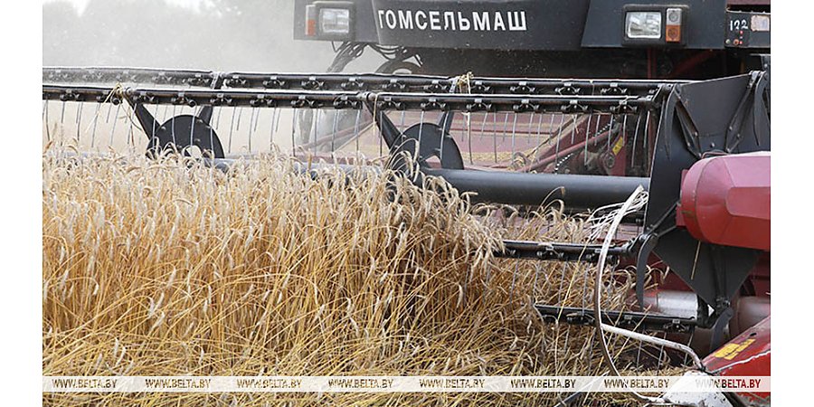 В Беларуси намолотили свыше 11 млн тонн зерна с учетом рапса и кукурузы