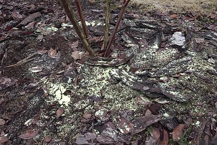 Садовод рассказал про важные весенние работы для голубики