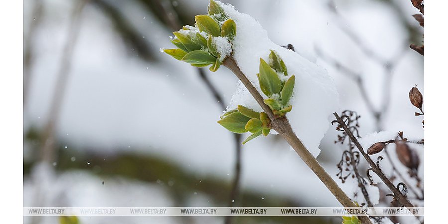 Мокрый снег и гололедица. Чего ждать от погоды 9 апреля?