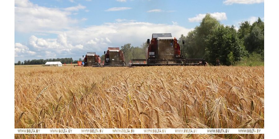 "Это то, что сейчас на корню". По заверению правительства, в Беларуси планируют собрать около 11 млн тонн зерна