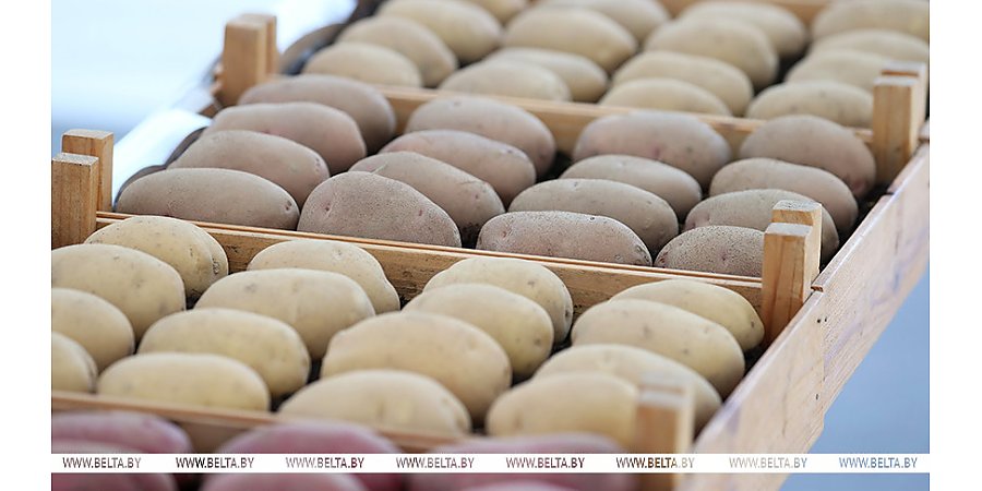 Коснулся ли Гродненской области картофельный дефицит? Вот о чем доложили Президенту 