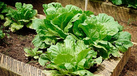 Надоело полоть? Несколько способов, которые позволят заниматься этим гораздо реже