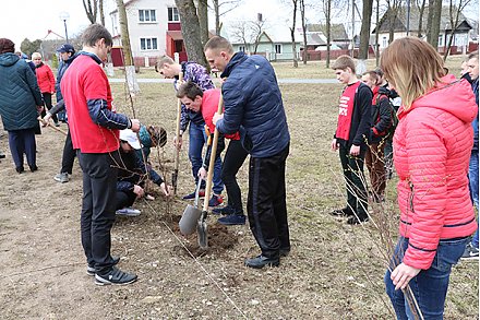 Зазеленеет пусть поселок наш! В Вороново в честь 75-летия Гродненской области посадили декоративные кустарники