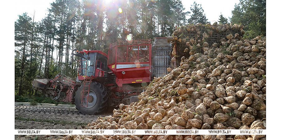 Уборку сахарной свеклы и кукурузы на зерно завершили в Беларуси