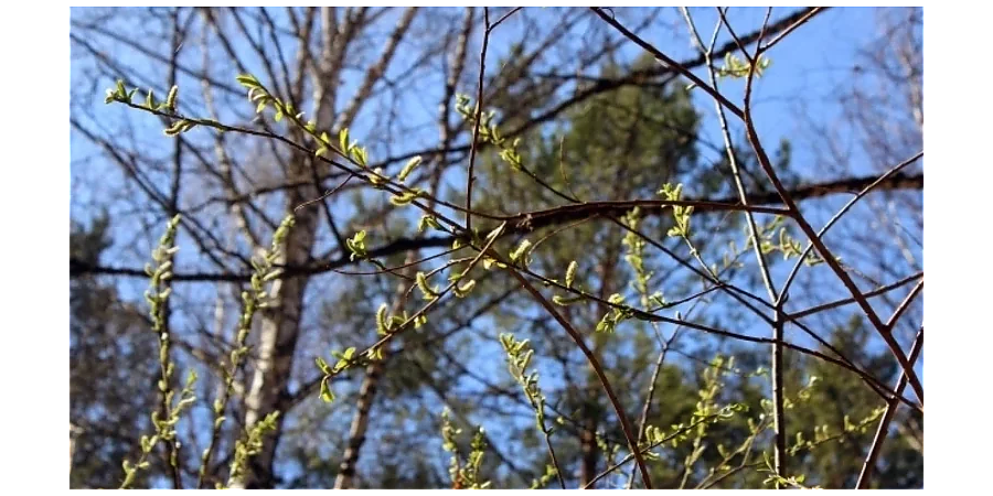 Сходите в баню на Прокопа: народные приметы на 12 марта
