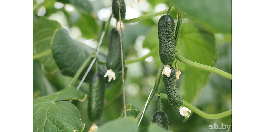 Знаете ли вы, чего не любят огурцы и какие ошибки допускают огородники?